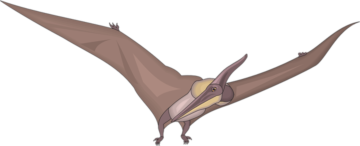 Dinosaur Bird PNG