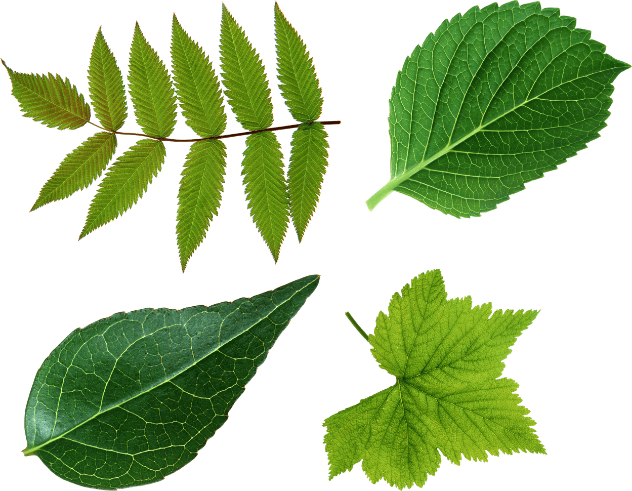 Green Leaves PNG