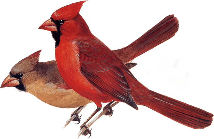 Cardinal Bird PNG