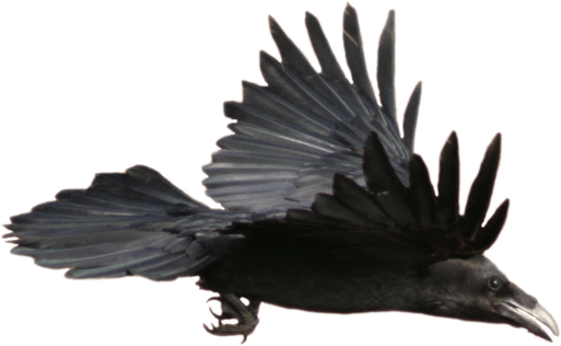 Raven PNG