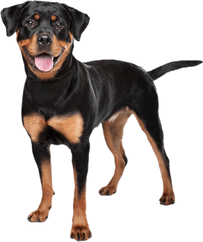 Light Skin Dog PNG