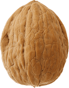 Walnut PNG