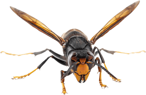 Hornet Insect PNG