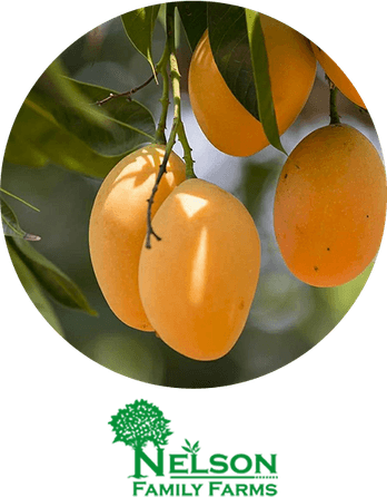 Mango Tree PNG