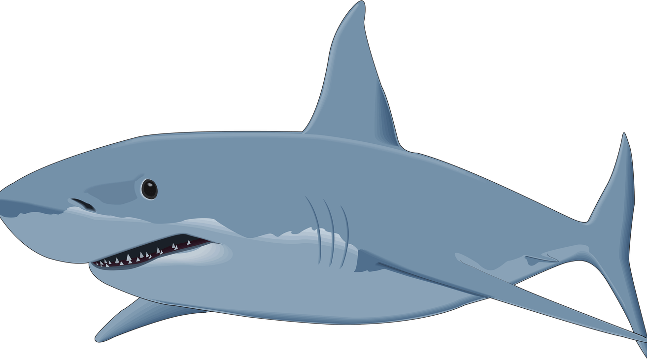 Shark Cartoon PNG