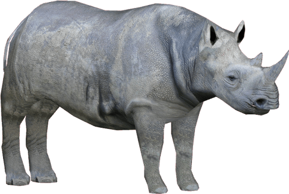 Black Rhinoceros PNG