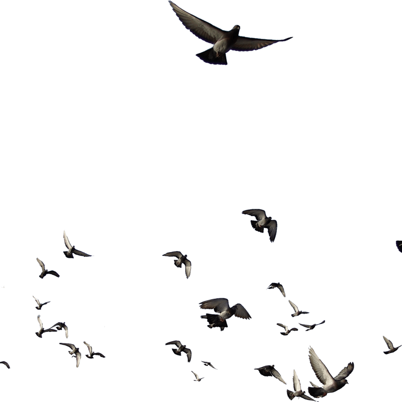 Flock Of Birds PNG