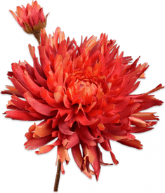 Chrysanthemum Flower PNG
