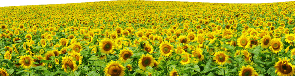 Sunflowers PNG