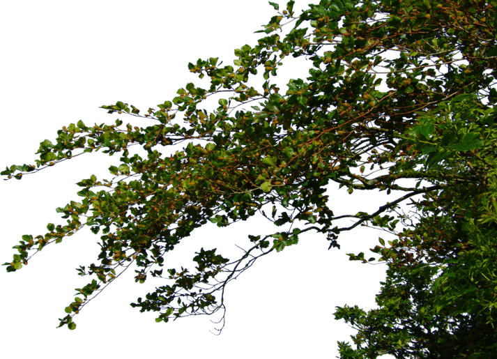 Branch PNG