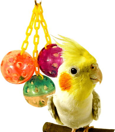 Lovebirds PNG