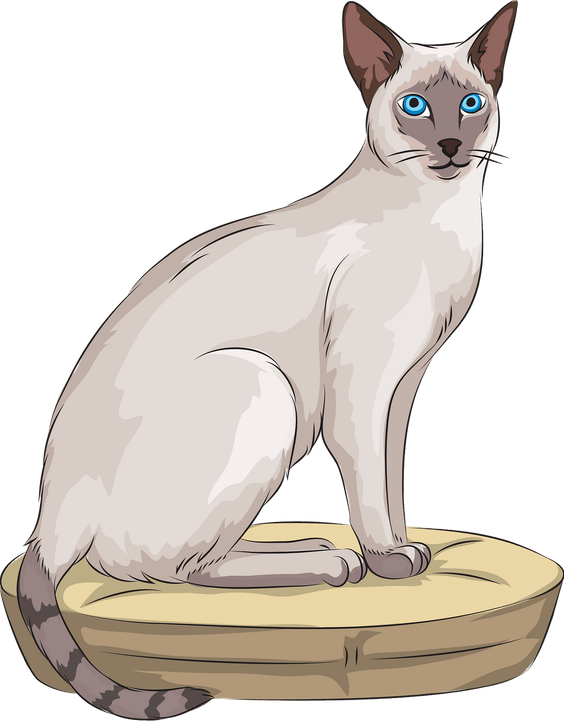 Javanese Cat PNG