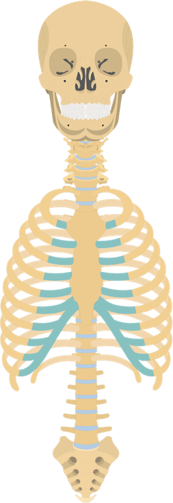Skeleton Skull PNG
