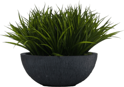 Little Grass PNG