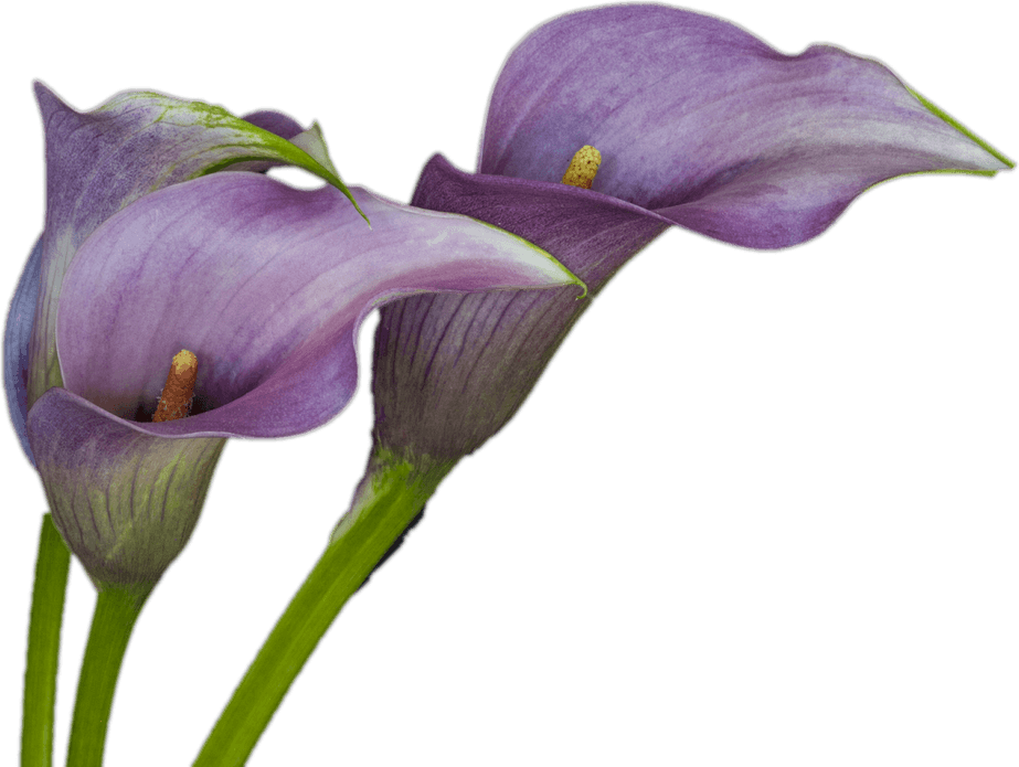 Calla Lily PNG