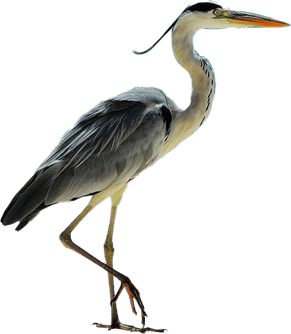 Heron PNG