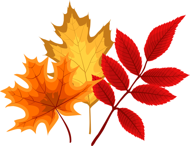 Fall Leaf PNG