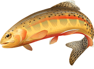 Trout Fish PNG