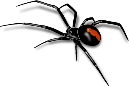 Crab Spiders PNG