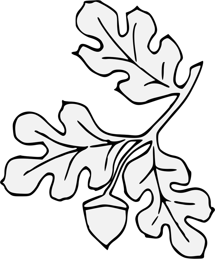 Acorn Leaf PNG