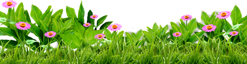 Grass And Flower PNG