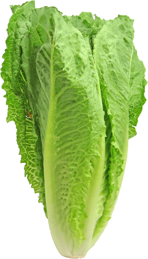 Celtuce PNG