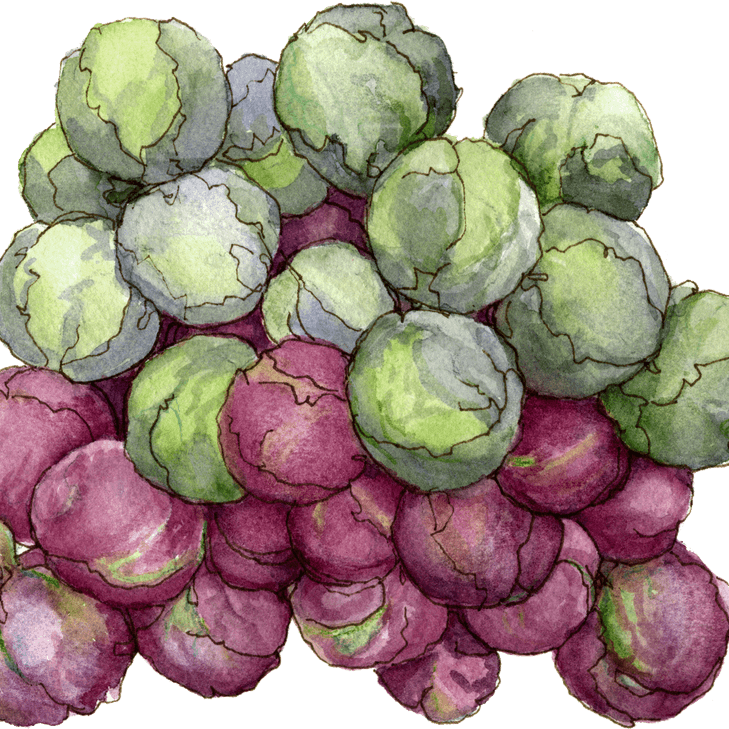 Brussel Sprout PNG
