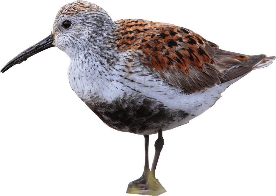 Sandpiper PNG