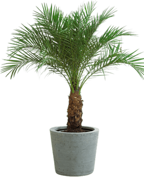 Khajoor Tree PNG