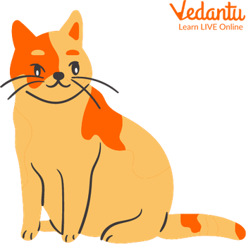 Obese Cat PNG