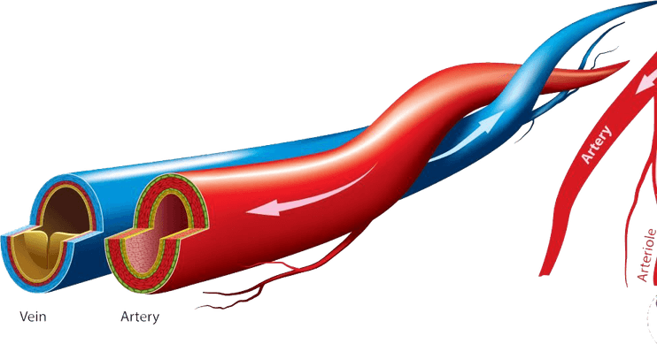 Vein PNG