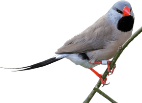 Finch Bird PNG