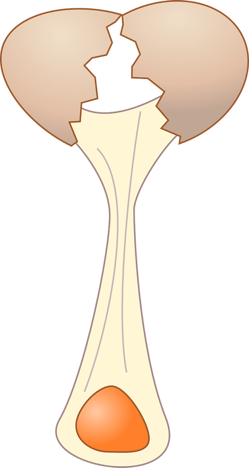 Cracked Egg PNG