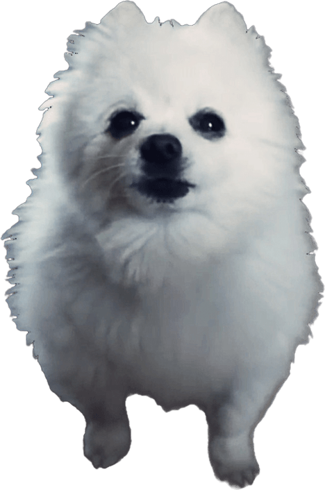 Samoyed Dog PNG