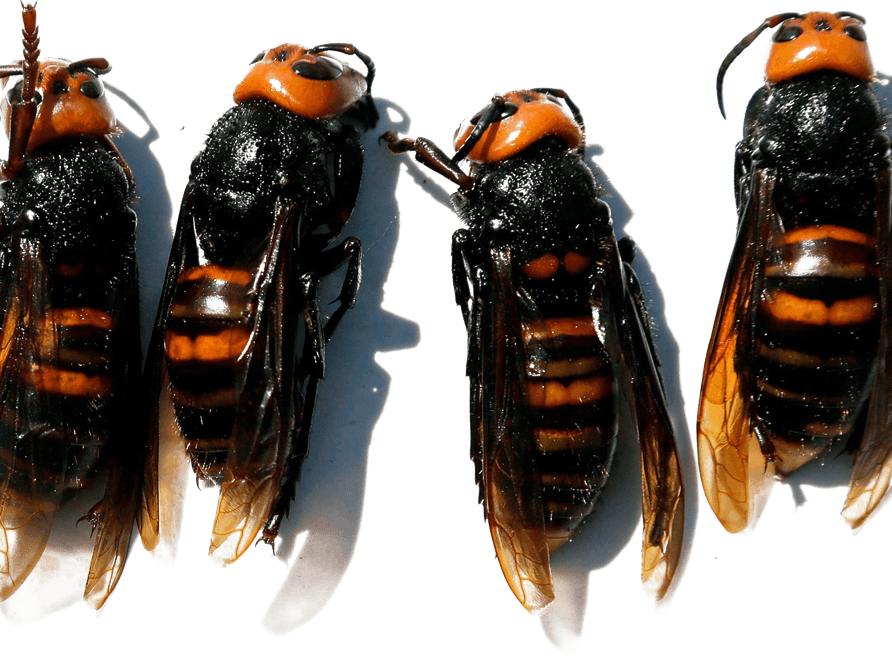 Murder Hornet PNG