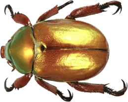 Beetle PNG