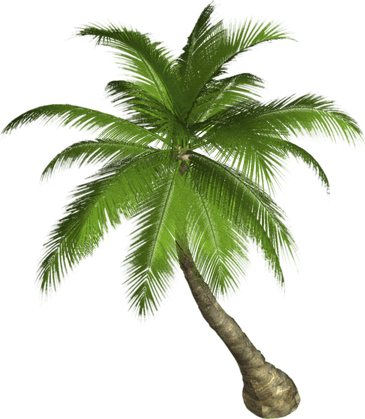 Palmera PNG