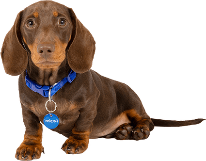 Weenie Dog PNG