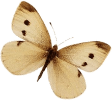 Aesthetic Theme Butterfly PNG