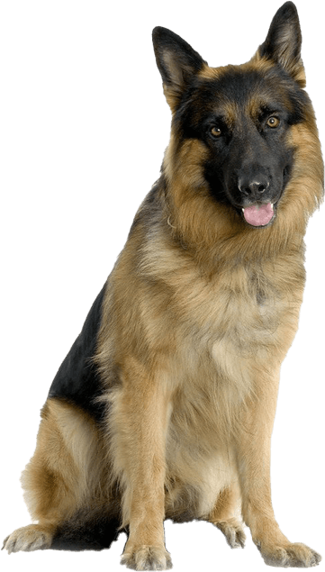 German Shepherd PNG