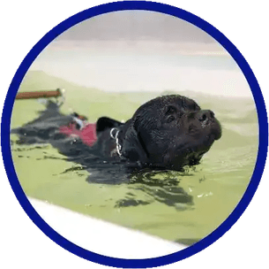 Swimming Dog PNG