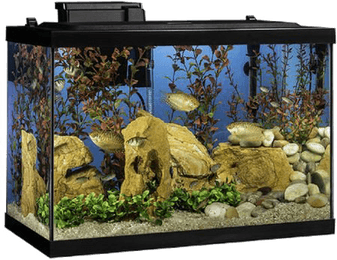 Aquarium Fish Tank PNG