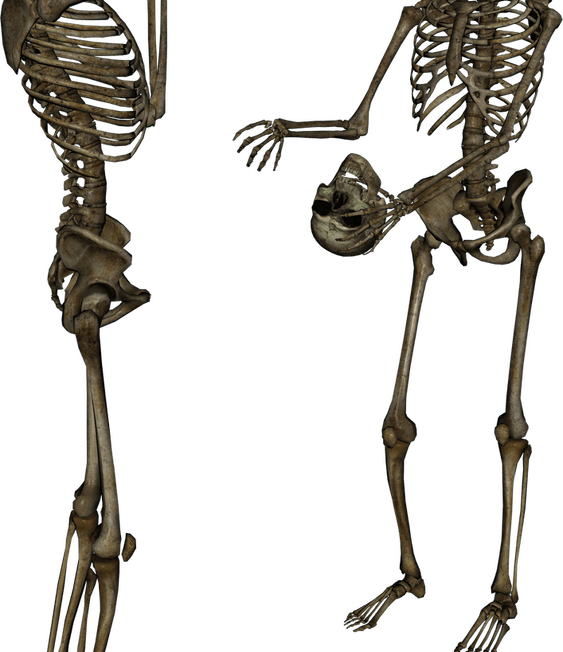 Skeleton PNG