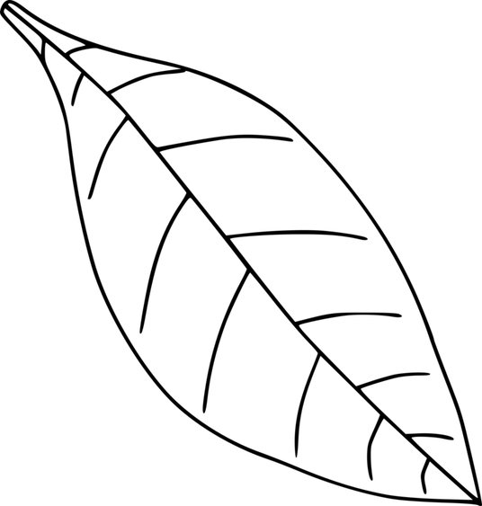 Leaf Black And White PNG