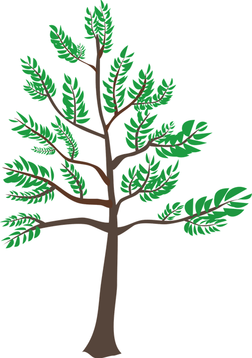Young Tree PNG