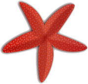 Starfish PNG