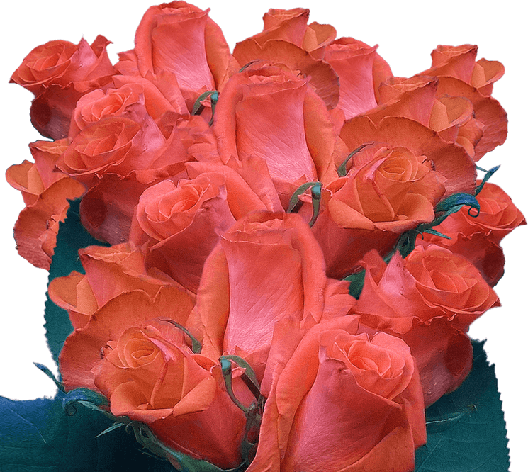 Coral Flower PNG