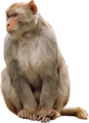 Monkey PNG