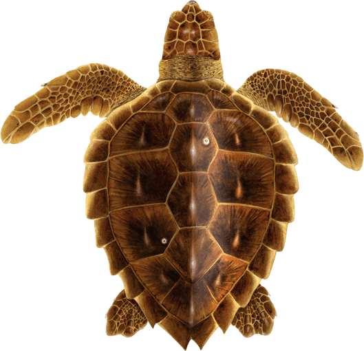 Sea Turtle PNG