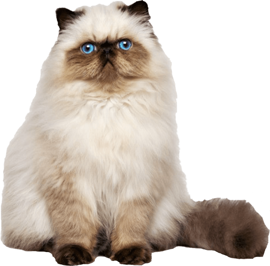 Persian Cat PNG